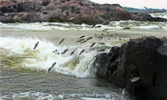 Piracema começa nesta 2ª em Mato Grosso e pesca fica proibida