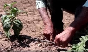 Sistema de Irrigação por Gotejamento reduz gastos e aumenta produtividade das lavouras.