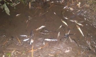Morte de peixes levanta suspeita de crime ambiental no Córrego das Pitas em Araputanga