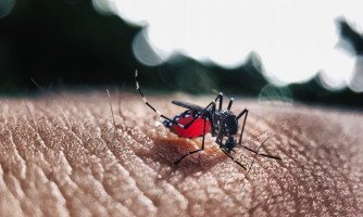 MT tem quatro vezes mais casos de chikungunya em 2018 em comparação com o ano passado