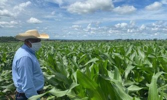 Coopnoroeste investe no plantio de grãos para incentivar  aumento na produção de leite