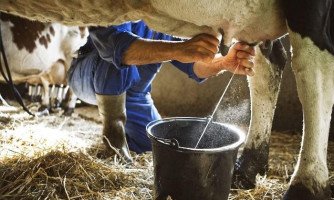 APLO suspende movimento grevista e caminhões de laticínios são liberados para transportes de leite