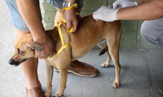 Campanha contra a raiva vacinou mais de 2,4 mil pets em Araputanga
