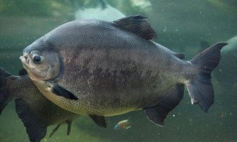 Doença “urina preta” pode estar relacionada a consumo de peixes