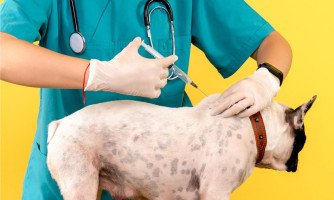 Vacinação contra raiva animal será realizada dia 18 de setembro em Araputanga
