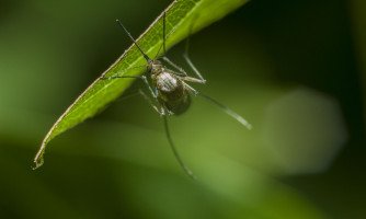 Araputanga registra redução nos casos de dengue, mas classificação da cidade está em estado de alerta