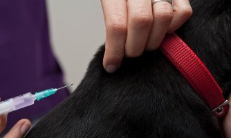 Mais de quatro mil cães e gatos já foram vacinados contra a raiva em Araputanga