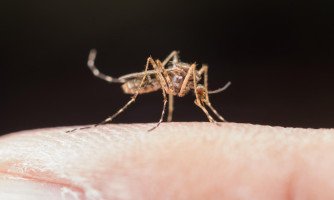 Mortes por dengue aumentaram 70% neste ano em Mato Grosso
