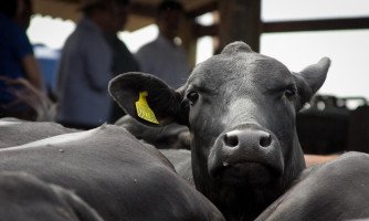 Termina nesta quinta-feira prazo para comunicação de estoque de rebanho de bovinos, suínos e aves