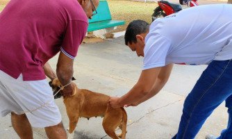 Mais de 380 animais foram vacinados em campanha antirrábica realizada em Indiavaí