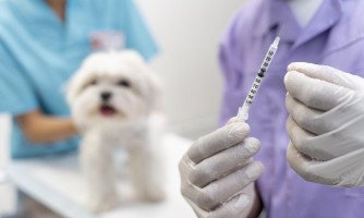 Prefeitura de Indiavaí irá realizar vacinação antirrábica em cães e gatos neste sábado (26)