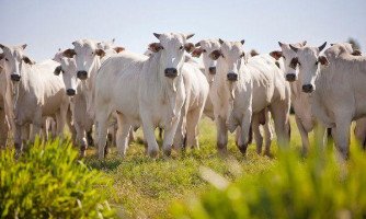 Estratégia de aperfeiçoamento na criação de bovinos será apresentada durante inauguração de loja em Figueirópolis d’Oeste