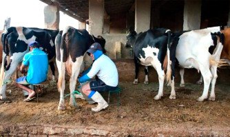 Produtores de leite param produção por queda no preço pago por laticínios