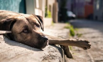 Sancionada lei que garante proteção e direitos de animais de ruas em MT