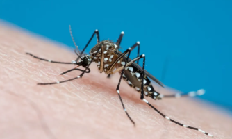 SES-MT alerta sobre grupos de risco para dengue e chikungunya