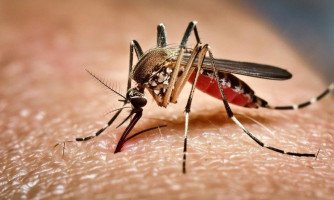 Ministério da Saúde quer incorporar vacina contra chikungunya ao SUS