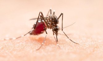 MT continua em 1º lugar em mortes por chikungunya e registra alta incidência da doença