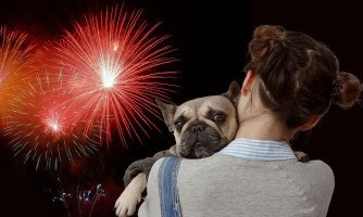 Fogos com estampido causam sofrimento a animais e são proibidos em vários municípios