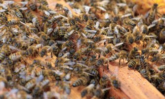 Homem morre após ser atacado por enxame de abelhas enquanto trabalhava com trator em pasto