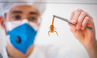 Quase 4 mil acidentes com animais peçonhentos foram registrados em MT em 2025