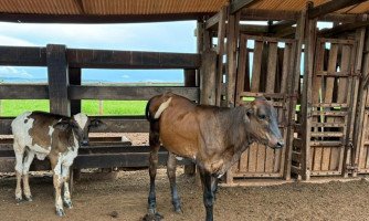 Produtores da região receberão tecnologia genética para elevar produtividade e gerar renda no campo