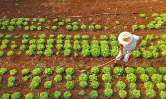 Governo vai pagar frete da agricultura familiar sem descontar do lucro do produtor