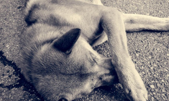 Município de MT proíbe condenados por maus-tratos a animais de ocupar cargos públicos