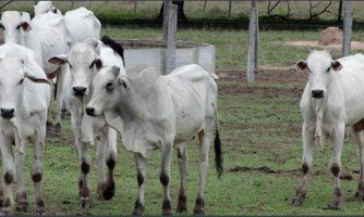 Exames descartam doença da vaca louca em animais sacrificados em Quatro Marcos