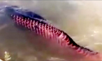 Peixes pirarucus teriam que ser retirados do Lago Azul  em novembro de 2011