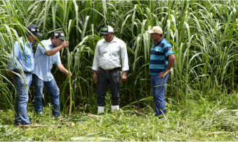 Coopnoroeste Lacbom investe em Projeto de Capineira para beneficiar produtores no período de seca