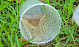 Larvas em quintais ameaçam surto de dengue em Araputanga