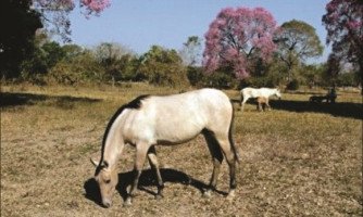 Mato Grosso pode ser o primeiro estado a oferecer equoterapia pelo SUS