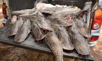 Homem é multado em R$13 mil com 88kg de pescado irregular